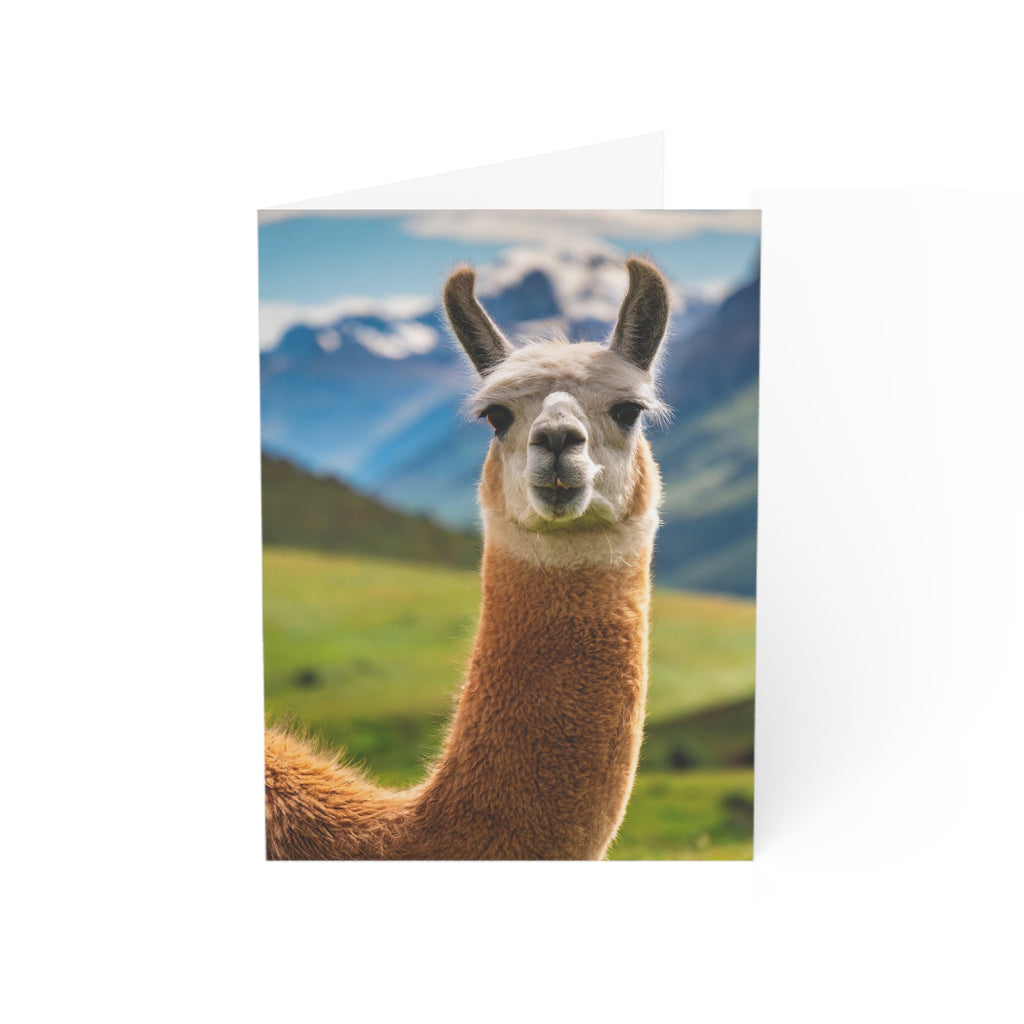 Llama No Drama Blank Greeting Card | Funny Animal Card | (3.5x4.9 or 5x7)