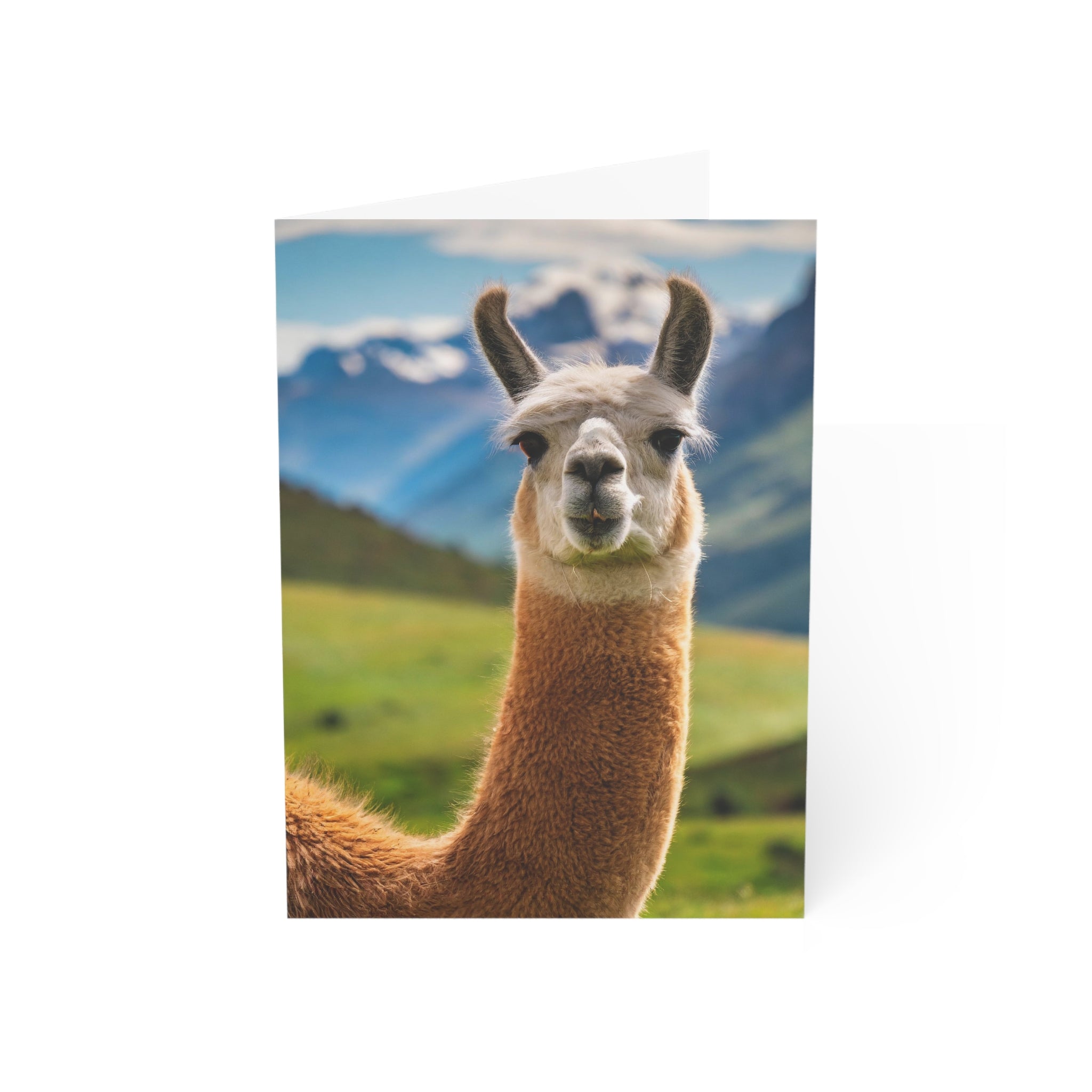 Greeting Cards - No Drama Llama Blank Card